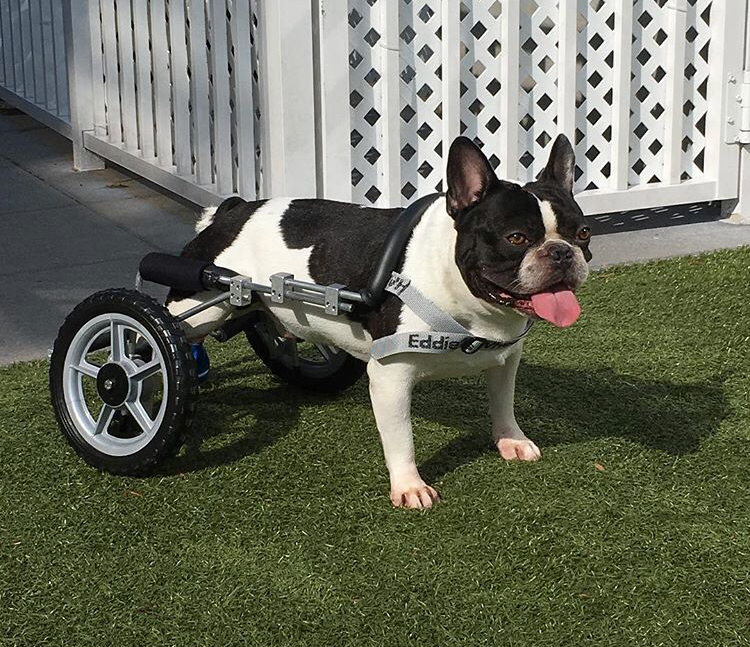 can paralyzed dogs poop on their own