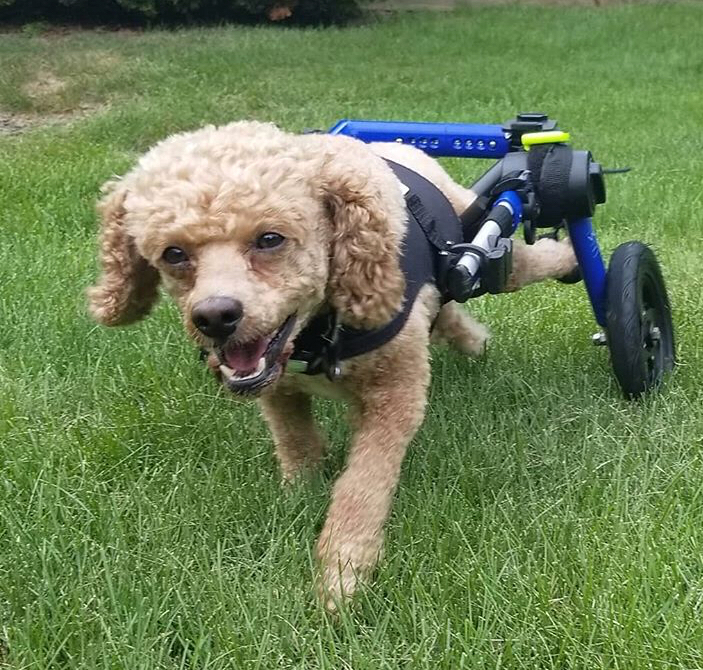 can paralyzed dogs poop on their own